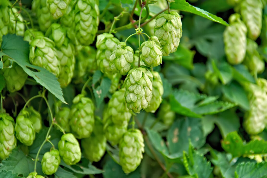 What Are Hops?